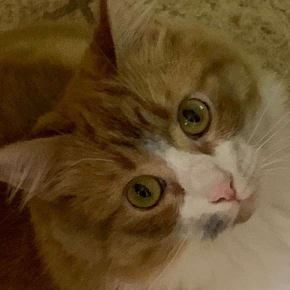 Meet your Posher, James - Picture 1 of 1